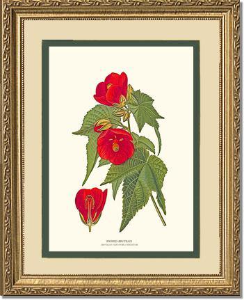 Abutilon, Hybrid - Charting Nature