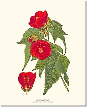 Abutilon, Hybrid - Charting Nature