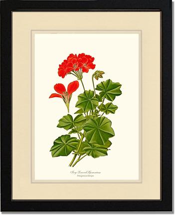 Geranium, Ivy-leaved | Flower/Floral Art Print