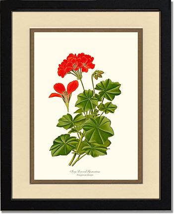 Geranium, Ivy-leaved | Flower/Floral Art Print
