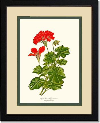 Geranium, Ivy-leaved | Flower/Floral Art Print