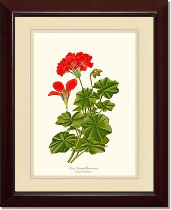 Geranium, Ivy-leaved | Flower/Floral Art Print