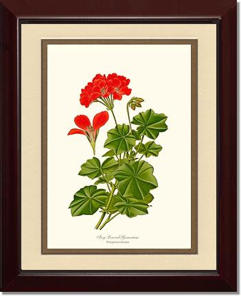 Geranium, Ivy-leaved | Flower/Floral Art Print