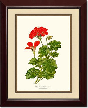 Geranium, Ivy-leaved | Flower/Floral Art Print