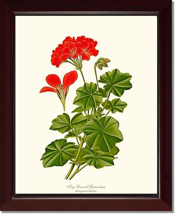 Geranium, Ivy-leaved | Flower/Floral Art Print