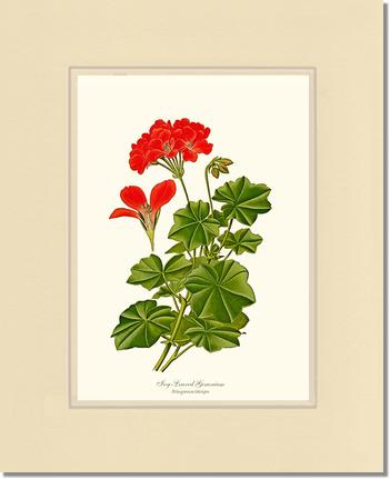 Geranium, Ivy-leaved | Flower/Floral Art Print