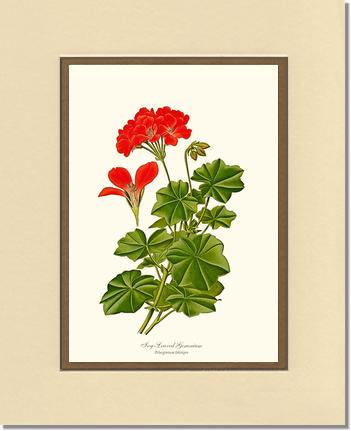 Geranium, Ivy-leaved | Flower/Floral Art Print