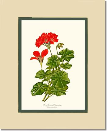 Geranium, Ivy-leaved | Flower/Floral Art Print