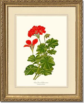 Geranium, Ivy-leaved | Flower/Floral Art Print