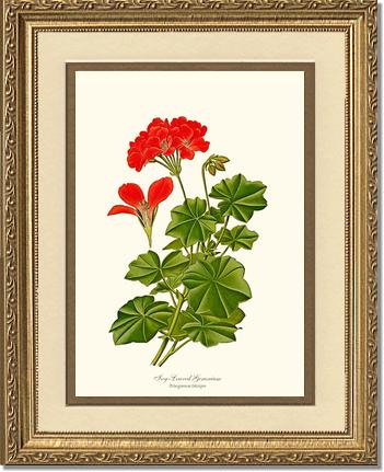Geranium, Ivy-leaved | Flower/Floral Art Print