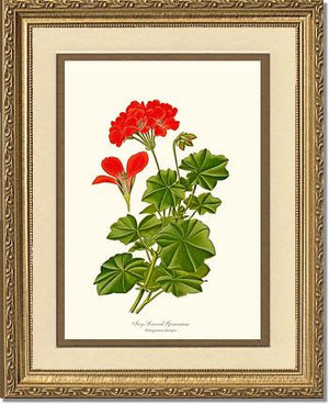 Geranium, Ivy-leaved | Flower/Floral Art Print