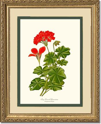 Geranium, Ivy-leaved | Flower/Floral Art Print