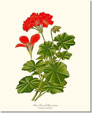 Flower Floral Print: Geranium, Ivy-leaved Pelargonium