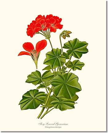 Geranium, Ivy-leaved