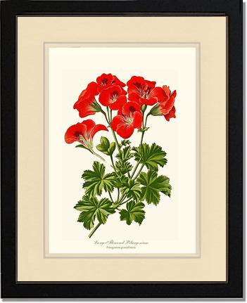 Pelargonium, Large Flowered | Flower/Floral Art Print