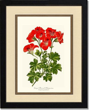 Pelargonium, Large Flowered