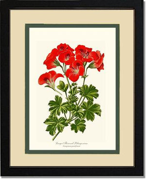 Pelargonium, Large Flowered
