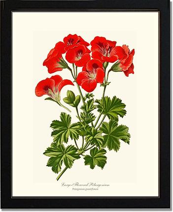 Pelargonium, Large Flowered | Flower/Floral Art Print