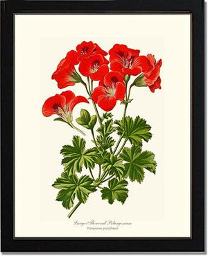 Pelargonium, Large Flowered