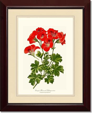 Pelargonium, Large Flowered | Flower/Floral Art Print