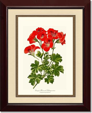 Pelargonium, Large Flowered | Flower/Floral Art Print