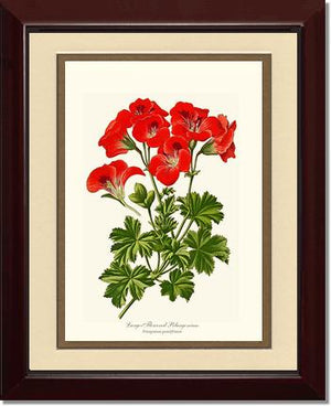 Pelargonium, Large Flowered