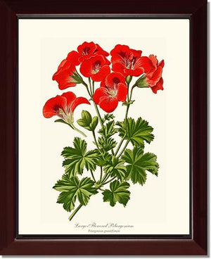Pelargonium, Large Flowered
