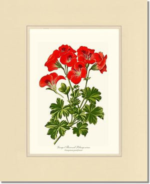 Pelargonium, Large Flowered
