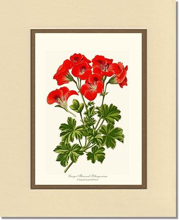 Pelargonium, Large Flowered | Flower/Floral Art Print