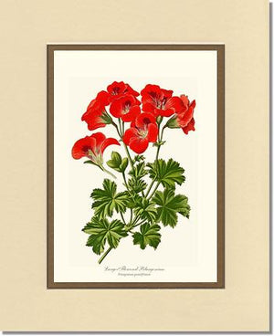 Pelargonium, Large Flowered
