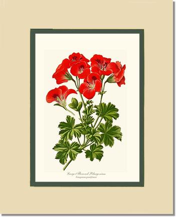 Pelargonium, Large Flowered | Flower/Floral Art Print
