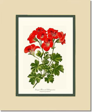 Pelargonium, Large Flowered
