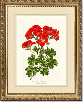 Pelargonium, Large Flowered | Flower/Floral Art Print
