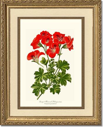 Pelargonium, Large Flowered | Flower/Floral Art Print