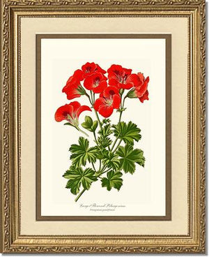 Pelargonium, Large Flowered