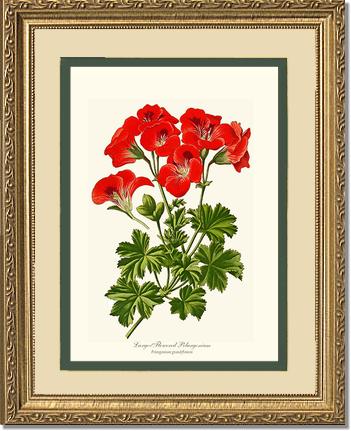 Pelargonium, Large Flowered | Flower/Floral Art Print