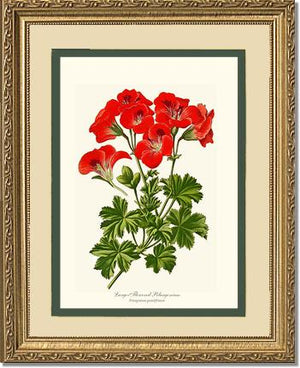 Pelargonium, Large Flowered