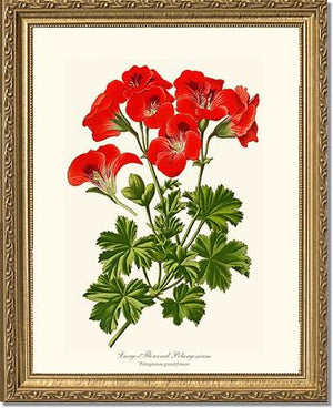 Pelargonium, Large Flowered