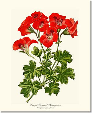 Flower Floral Print: Pelargonium, Large Flowered, Geranium