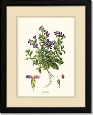 Rock Cress