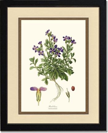 Rock Cress | Flower/Floral Art Print