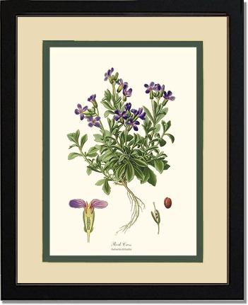 Rock Cress | Flower/Floral Art Print