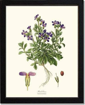 Rock Cress