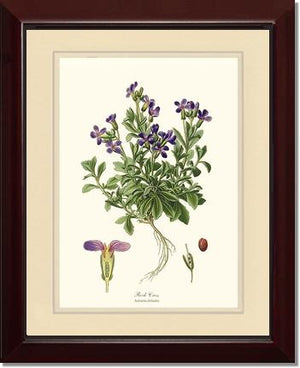 Rock Cress