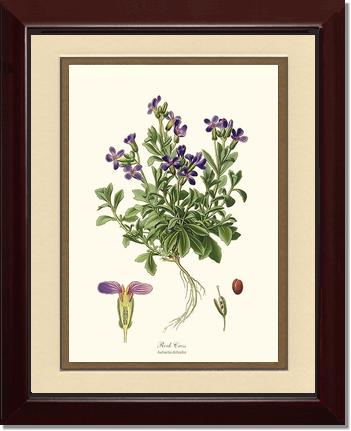 Rock Cress | Flower/Floral Art Print