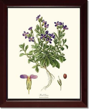 Rock Cress