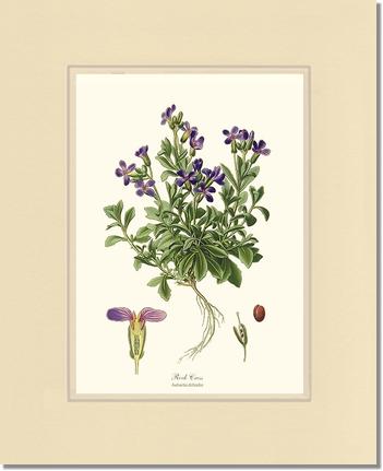 Rock Cress | Flower/Floral Art Print