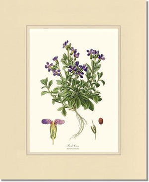 Rock Cress