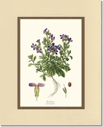 Rock Cress | Flower/Floral Art Print