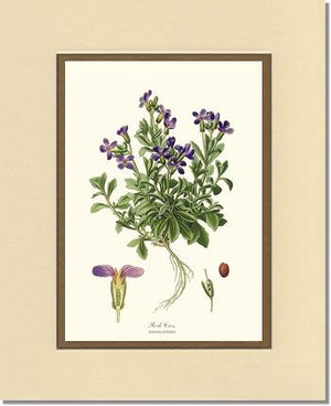 Rock Cress